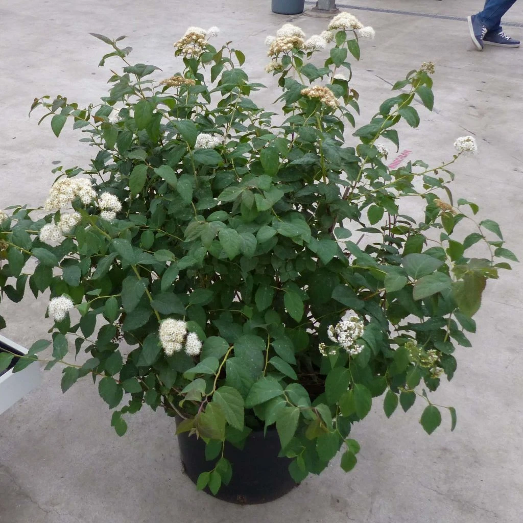 Spirée Double Play Blue Kazoo - Spiraea Japonica