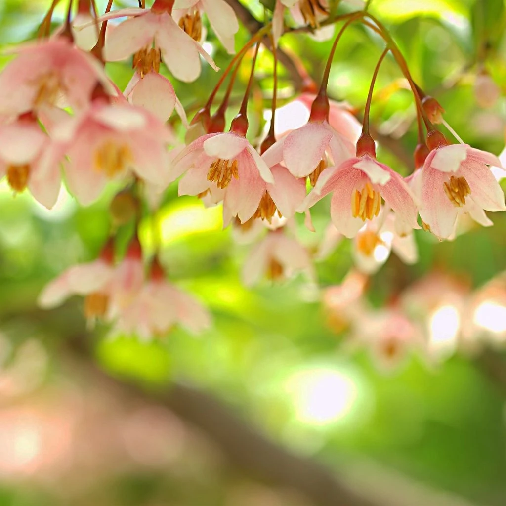 Styrax Japonica Pink Chimes - Styrax Du Japon