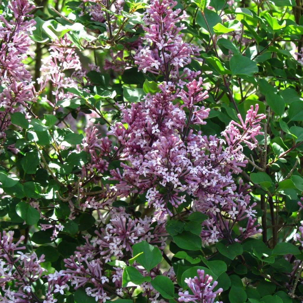 Lilas - Syringa Meyeri Palibin