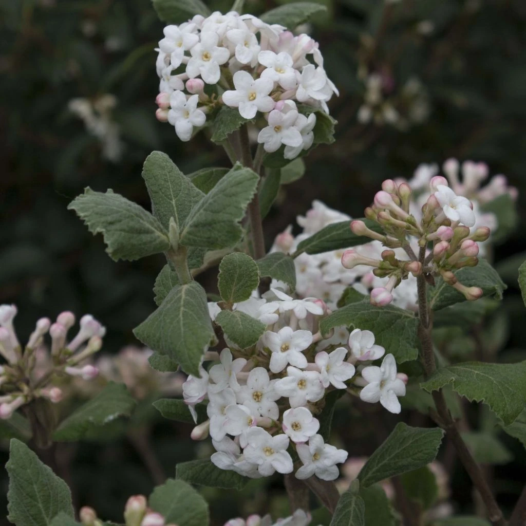 Viburnum Carlesii - Viorne De Carle