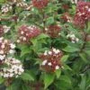 Viburnum Tinus Lisarose - Laurier-tin Rose