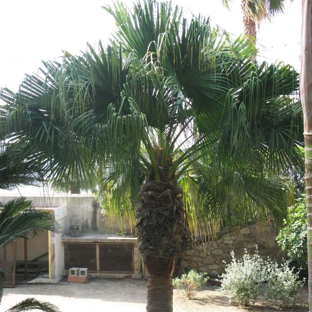 Washingtonia Filifera - Palmier à Jupon
