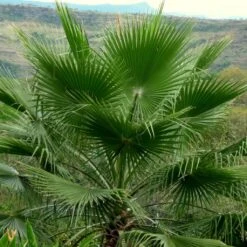 Washingtonia Robusta - Palmier Du Mexique
