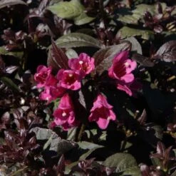 Weigela Florida Minor Black