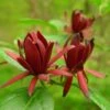 Calycanthus Floridus - Arbre Aux Anémones