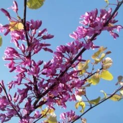 Cercis Siliquastrum - Arbre De Judée