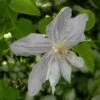 Clématite - Clematis Jackmanii Alba