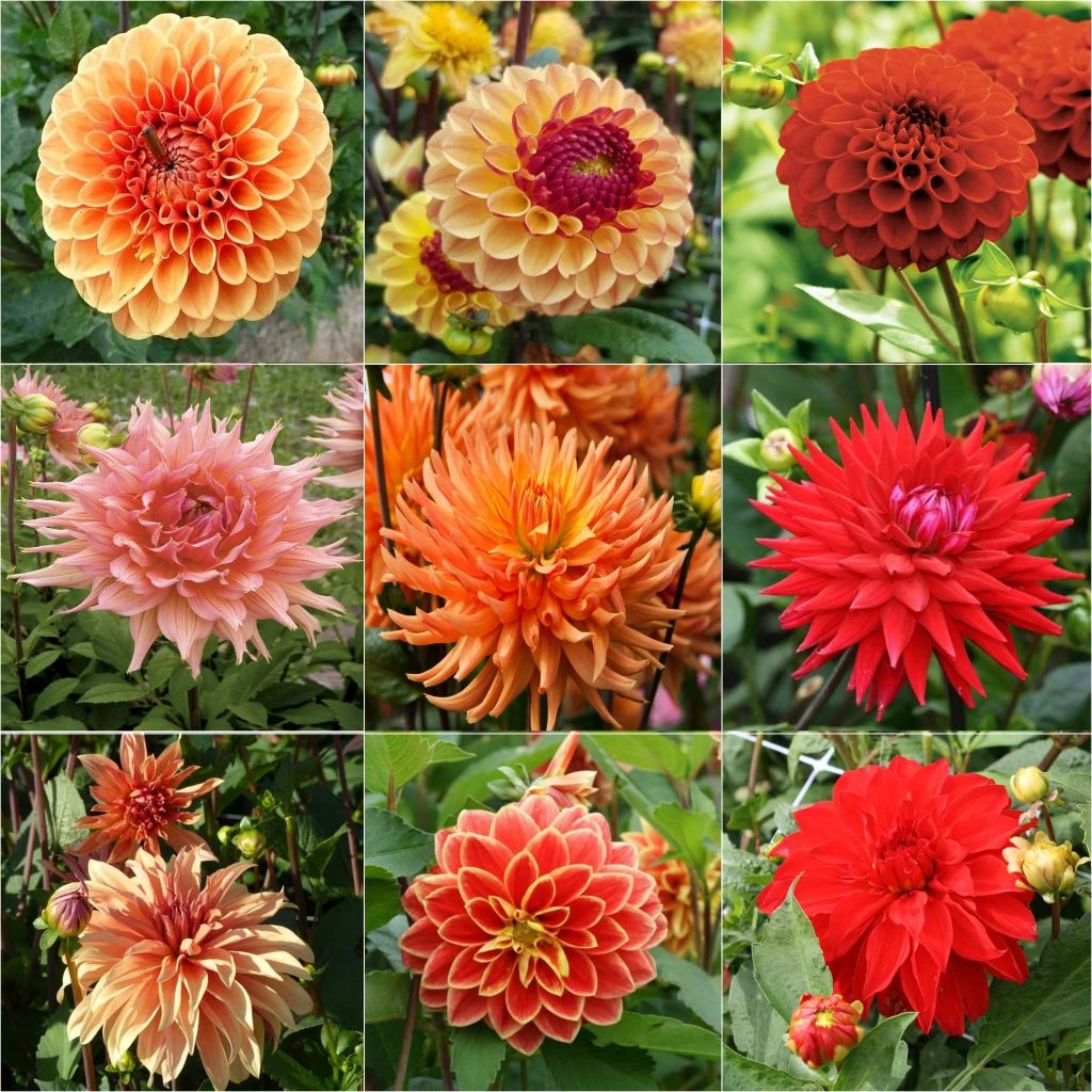 Collection Brassée De Dahlias Flamboyants - 9 Variétés