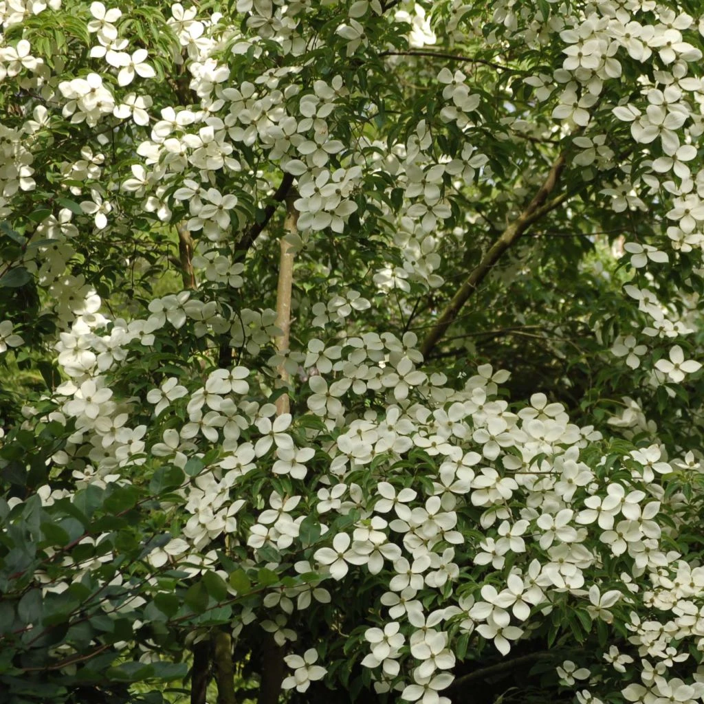 Cornus Norman Hadden - Cornouiller à Fleurs