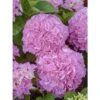 Hortensia - Hydrangea Macrophylla Big Data Pink