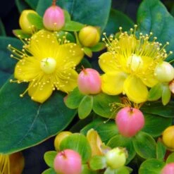 Hypericum Inodorum Magical Beauty - Millepertuis