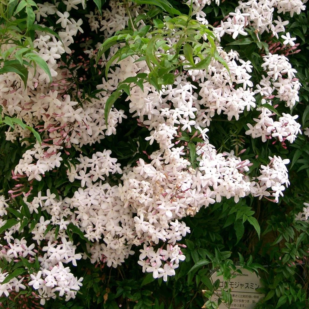 Jasmin - Jasminum Polyanthum