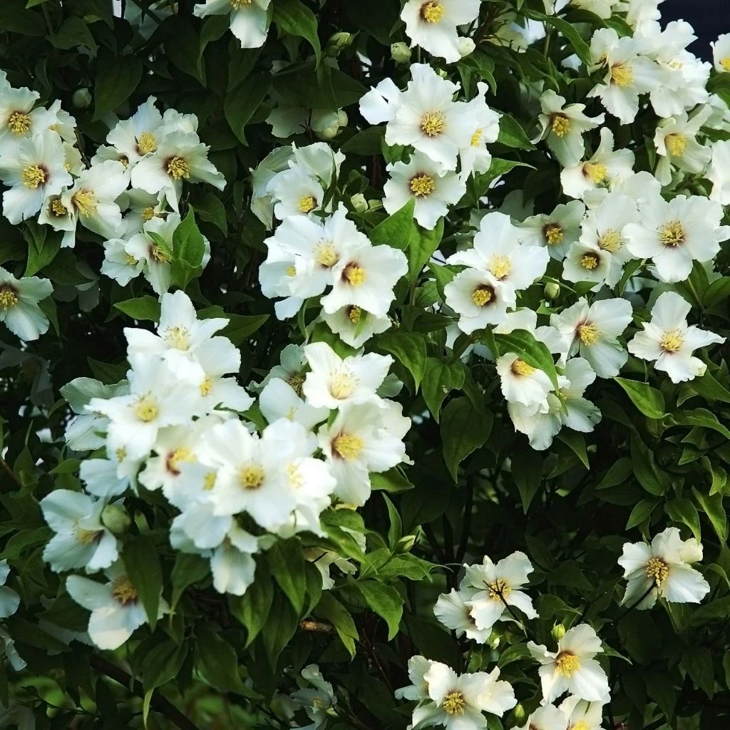 Seringat Des Jardins - Philadelphus Belle Etoile