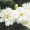 Rosier De Banks Alba Plena - Rosa Banksiae