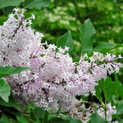 Lilas De Chine - Syringa Patula Miss Kim